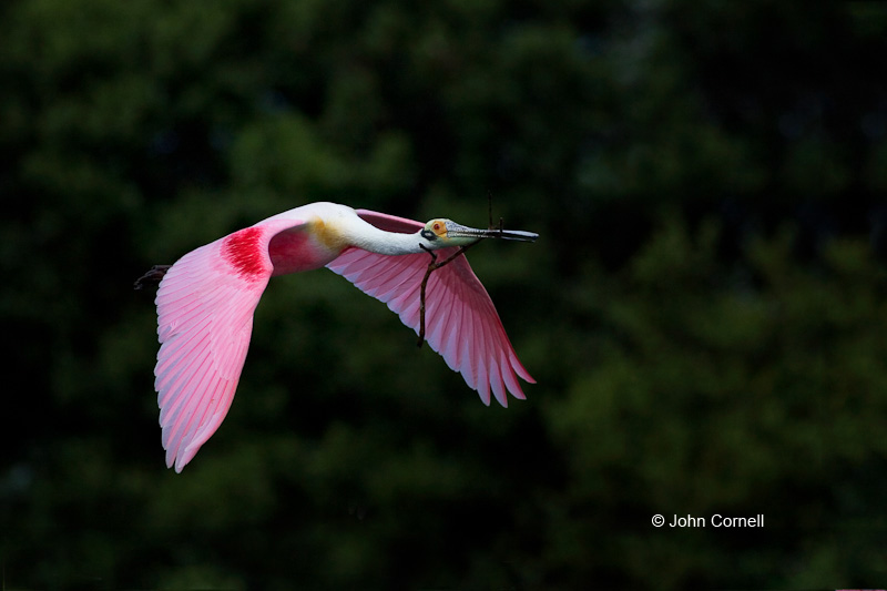 Ajaia ajaja;Breeding Plumage;Flying Bird;Roseate Spoonbill;Spoonbill;action;active;aerodynamic;behavior;color image;color photograph;flight;flying;glide;gliding;in flight;soar;soaring;wing;winged;wings